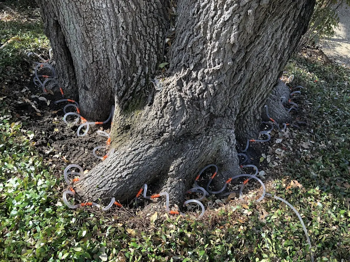 Detailed Tree Cabling and Bracing job site in Hanna City