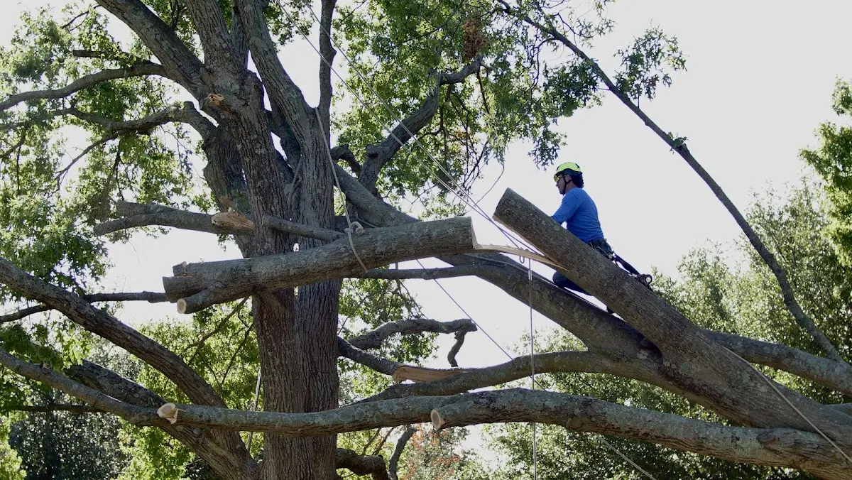 Professional Crown Thinning performed by certified arborists in Hanna City